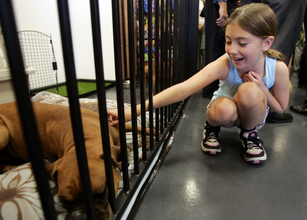Adoption centers for pets the new way